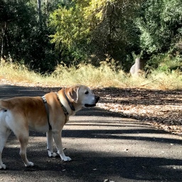 Molly and Moby Enjoying a Stroll Through the Wooded Trail