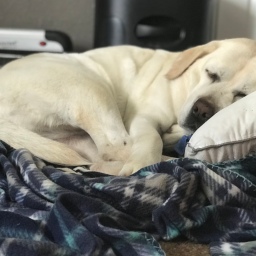 Molly Sleeps Comfortably on Pillow